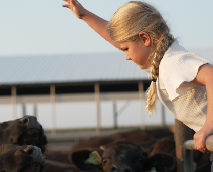 A Child With Cows